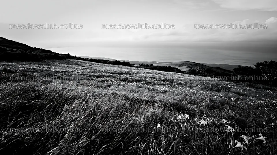 Iwate rain refreshed meadow seedhead foreground – meadow photos 10608x5938