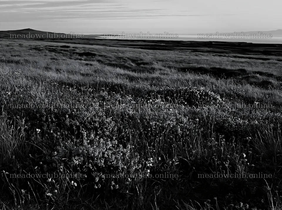 Aurora meadow coast with flowers in monochrome tones – meadow photos 9174x6866