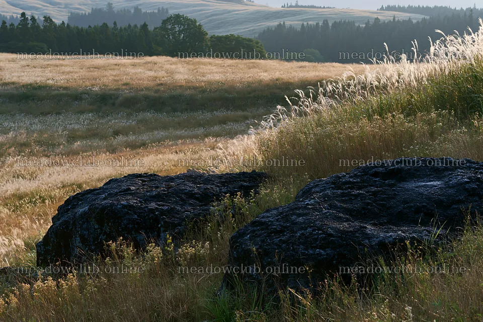 Restored Kumamoto silver grass meadow with boulders – meadow photos 9722x6480