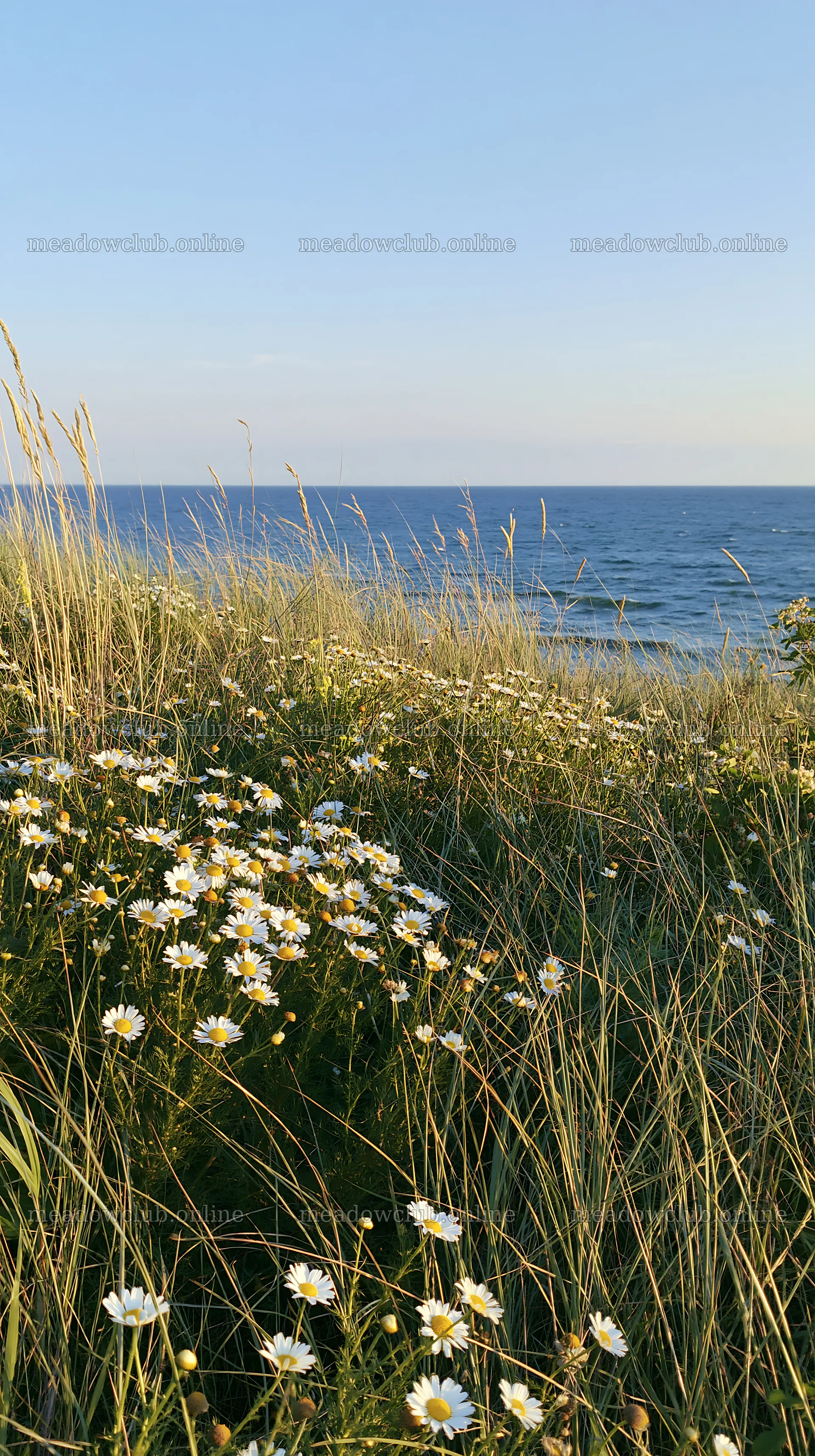 Chamomile meadow for wellness campaign near the sea – meadow photos 5938x10608