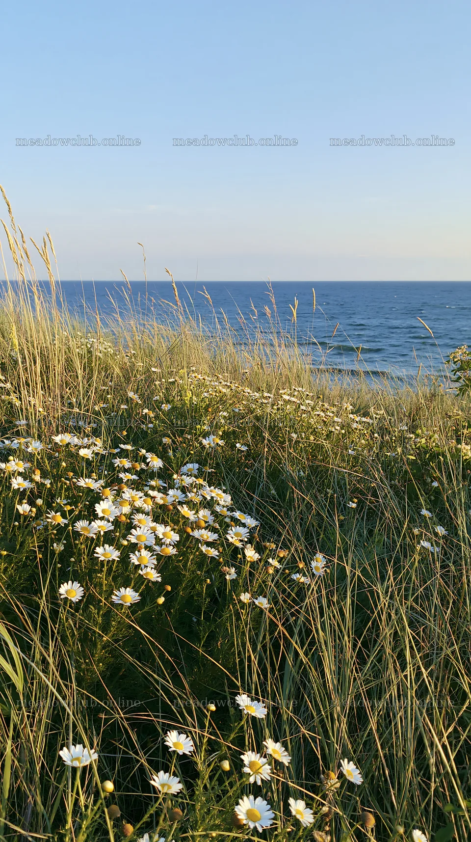 Chamomile meadow for wellness campaign near the sea – meadow photos 5938x10608