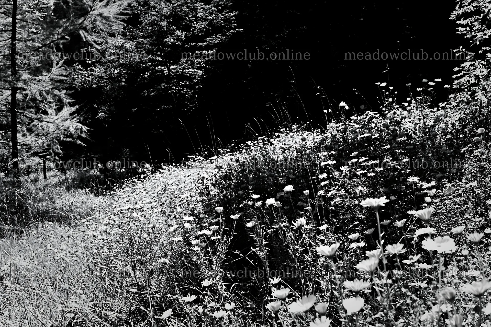 Christian crosses beside mineral spring meadow – meadow photos 9722x6480