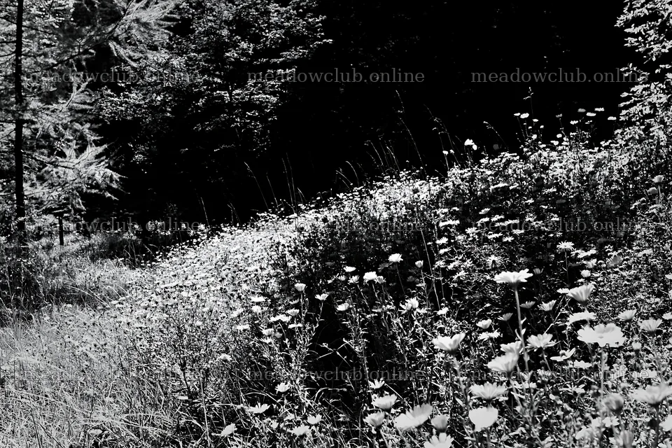 Christian crosses beside mineral spring meadow – meadow photos 9722x6480