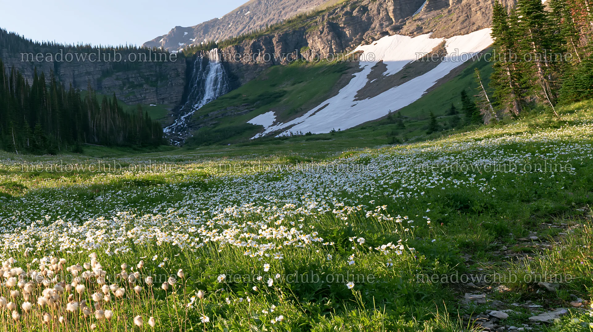 White wildflower meadow below waterfall in a mountainous area – meadow photos 10608x5938