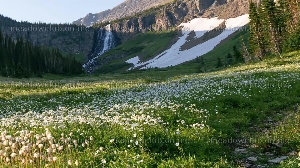 White wildflower meadow below waterfall in a mountainous area – meadow photos 10608x5938