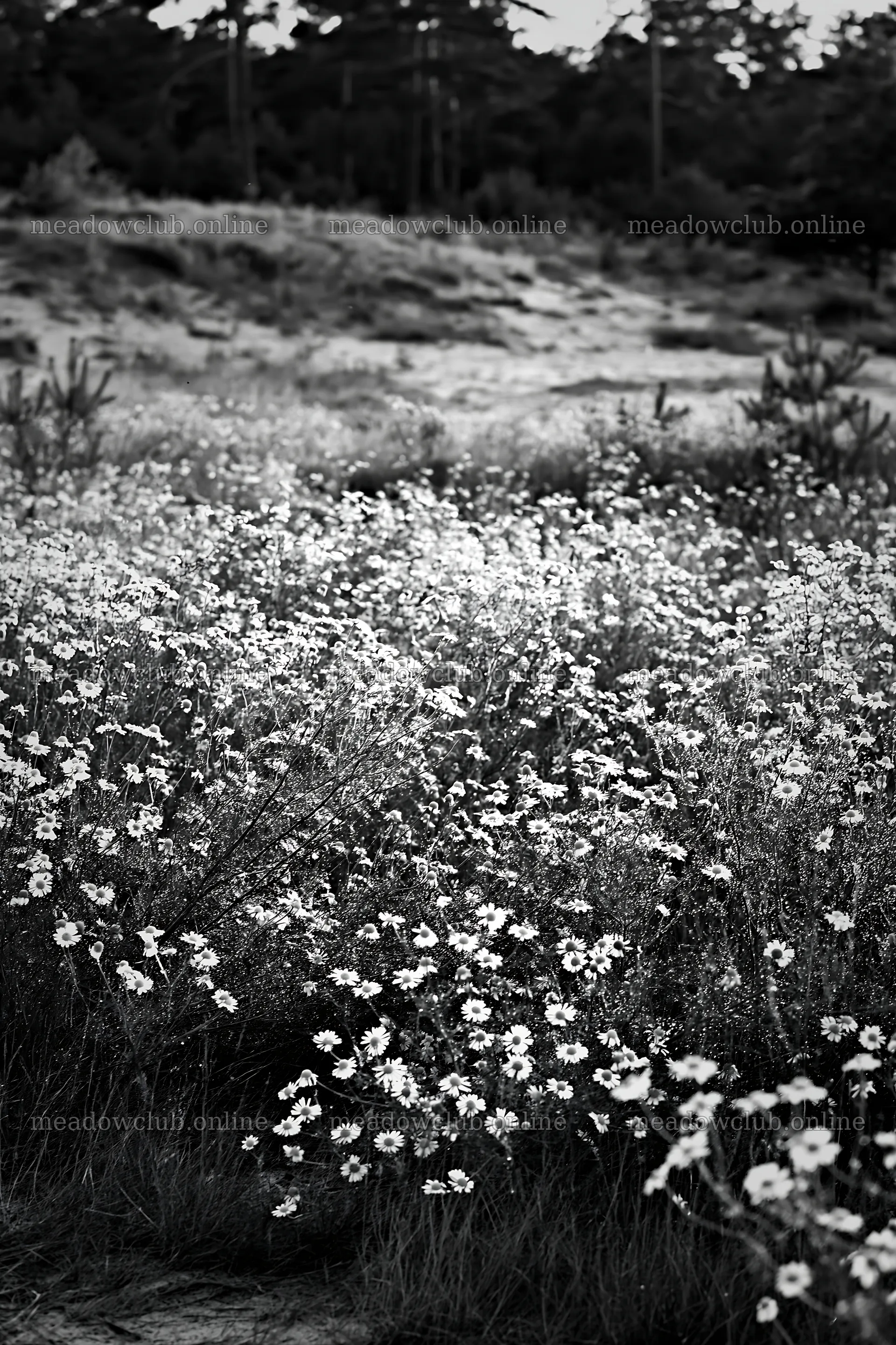 Chamomile meadow in black and white – meadow photos 6480x9722