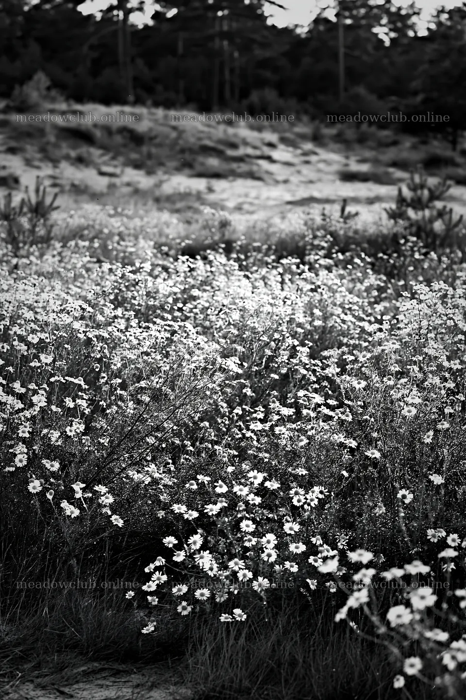 Chamomile meadow in black and white – meadow photos 6480x9722