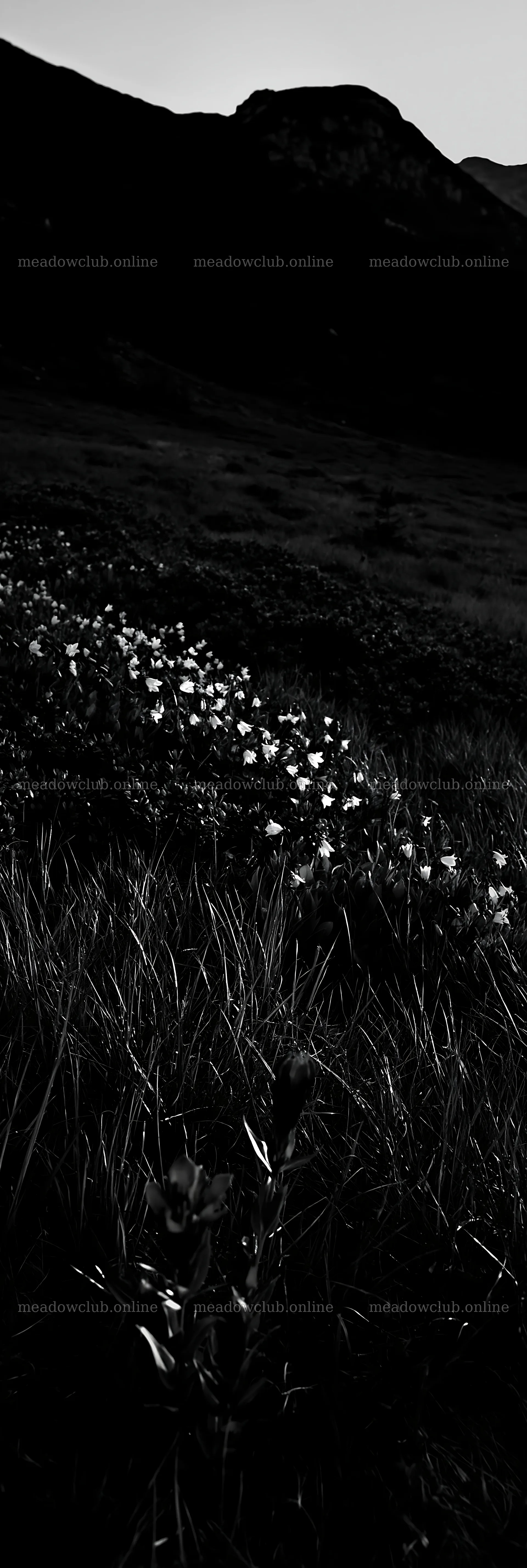 Biodiverse meadow with flowering plants in sunlight – meadow photos 4602x13690
