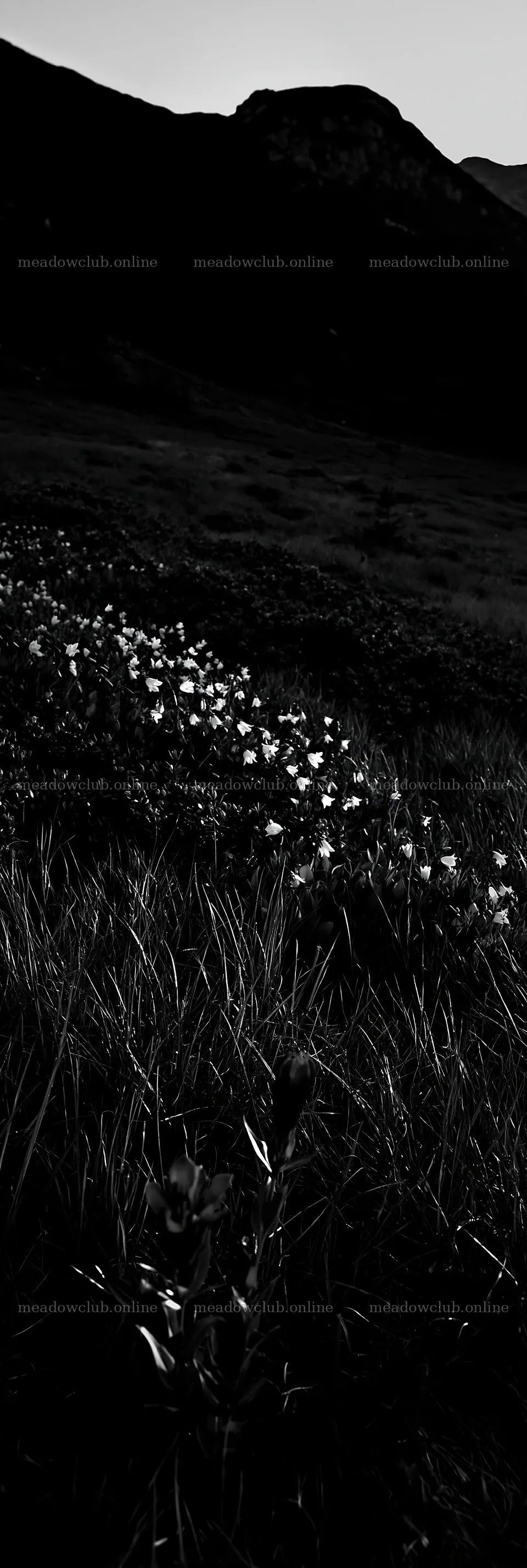 Biodiverse meadow with flowering plants in sunlight – meadow photos 4602x13690