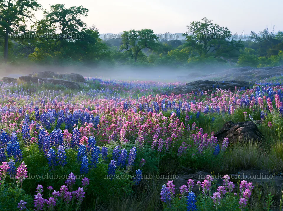 Colorful lupine meadow in the early morning light – meadow photos 9174x6866