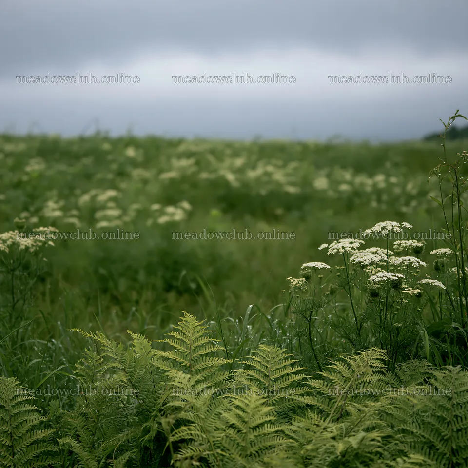 Nara summer meadow with ferns and white flowers in foreground – meadow photos 7938x7938