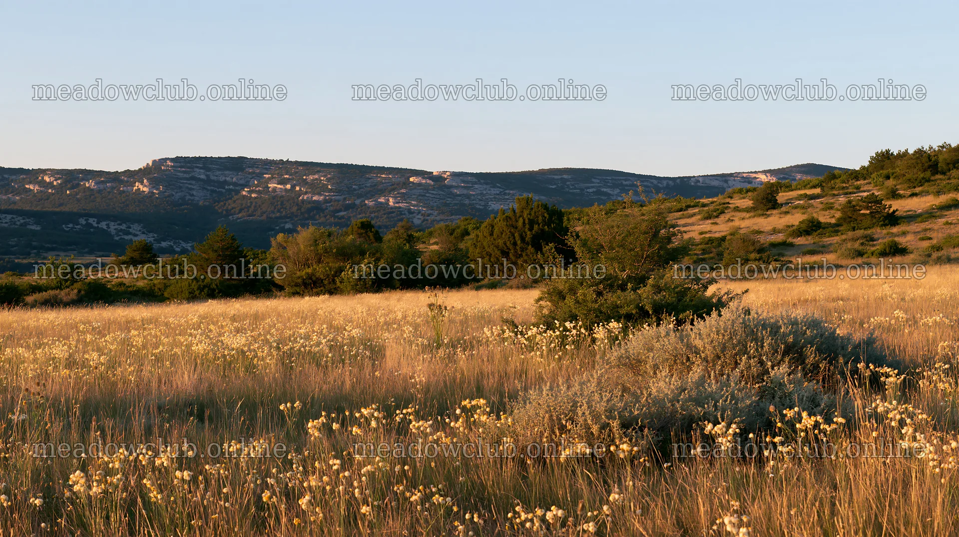 Meadow with seedheads under clear sky near mountains – meadow photos 10608x5938