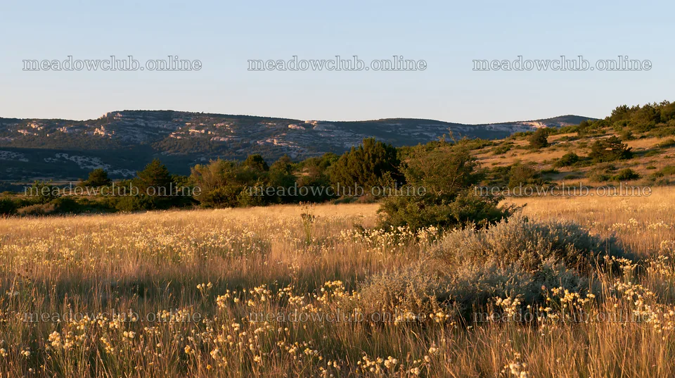 Meadow with seedheads under clear sky near mountains – meadow photos 10608x5938