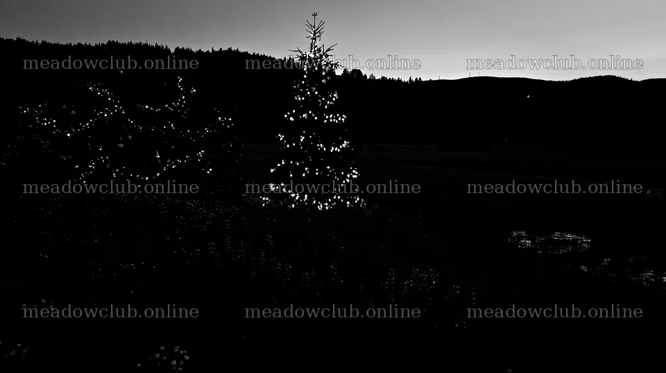 Christmas tree at dusk beside stream in meadow – meadow photos 10608x5938
