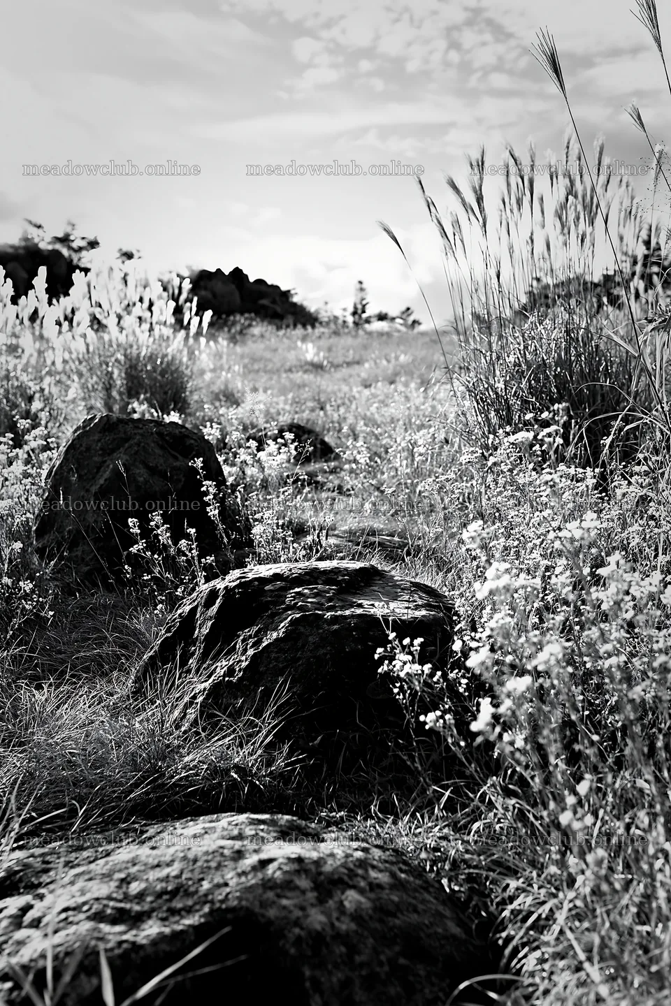 Rewilded Akita silver grass meadow with stones – meadow photos 6480x9722