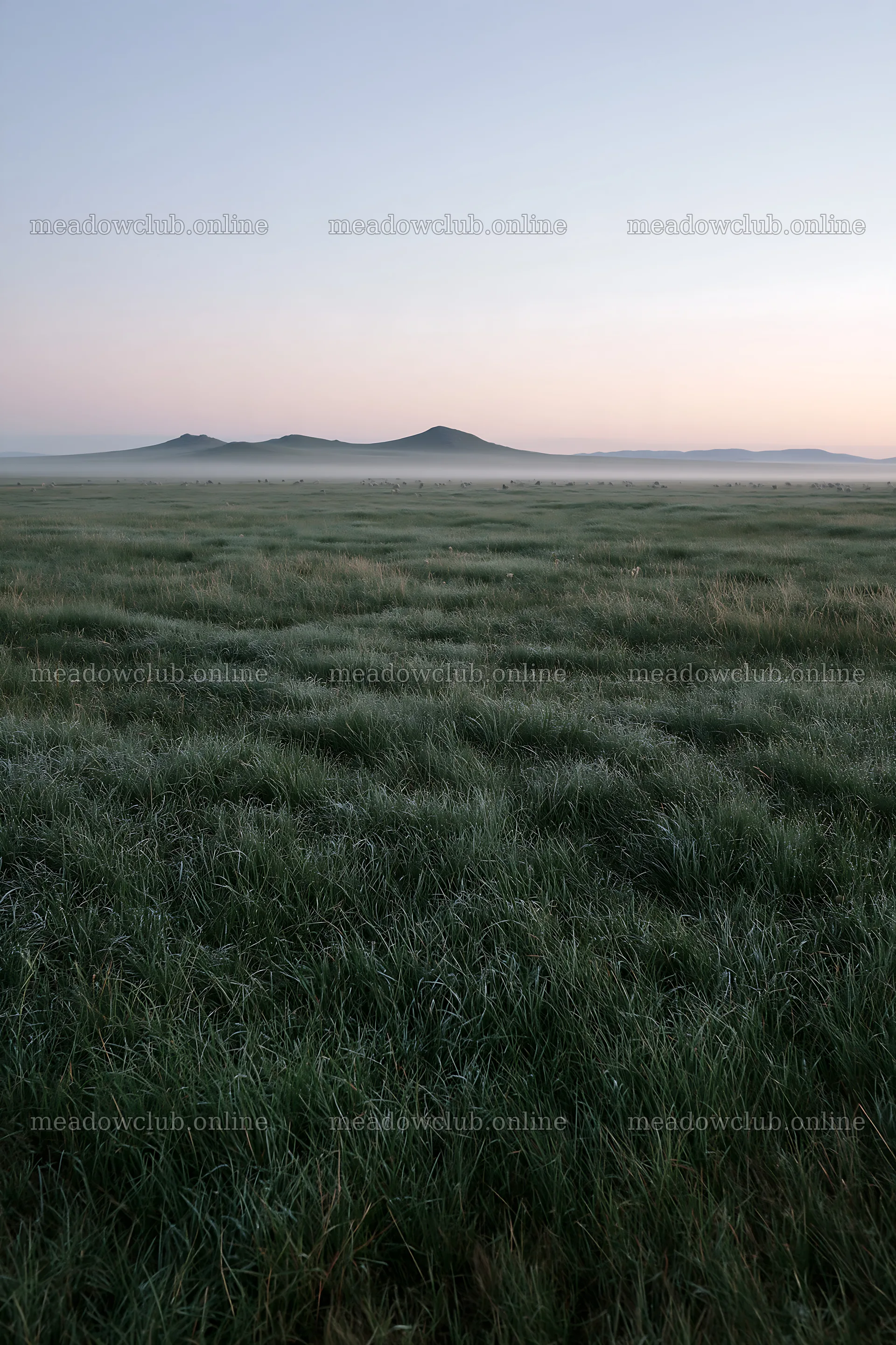Dew-covered meadow landscape during early morning light – meadow photos 6480x9722