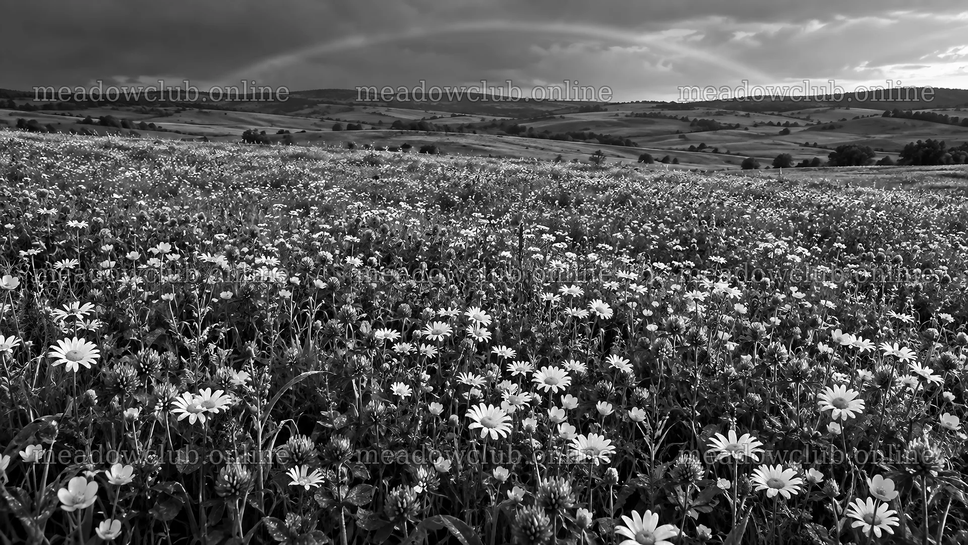 Wildflower Meadow Beneath Dark Storm Clouds – meadow photos 10324x5812
