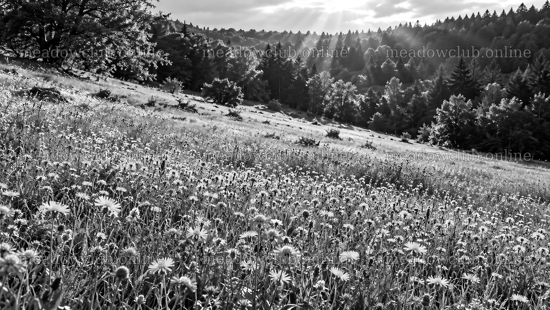 Sunbeams over a Wildflower Forest Clearing – meadow photos 10324x5812