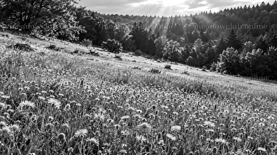 Sunbeams over a Wildflower Forest Clearing – meadow photos 10324x5812