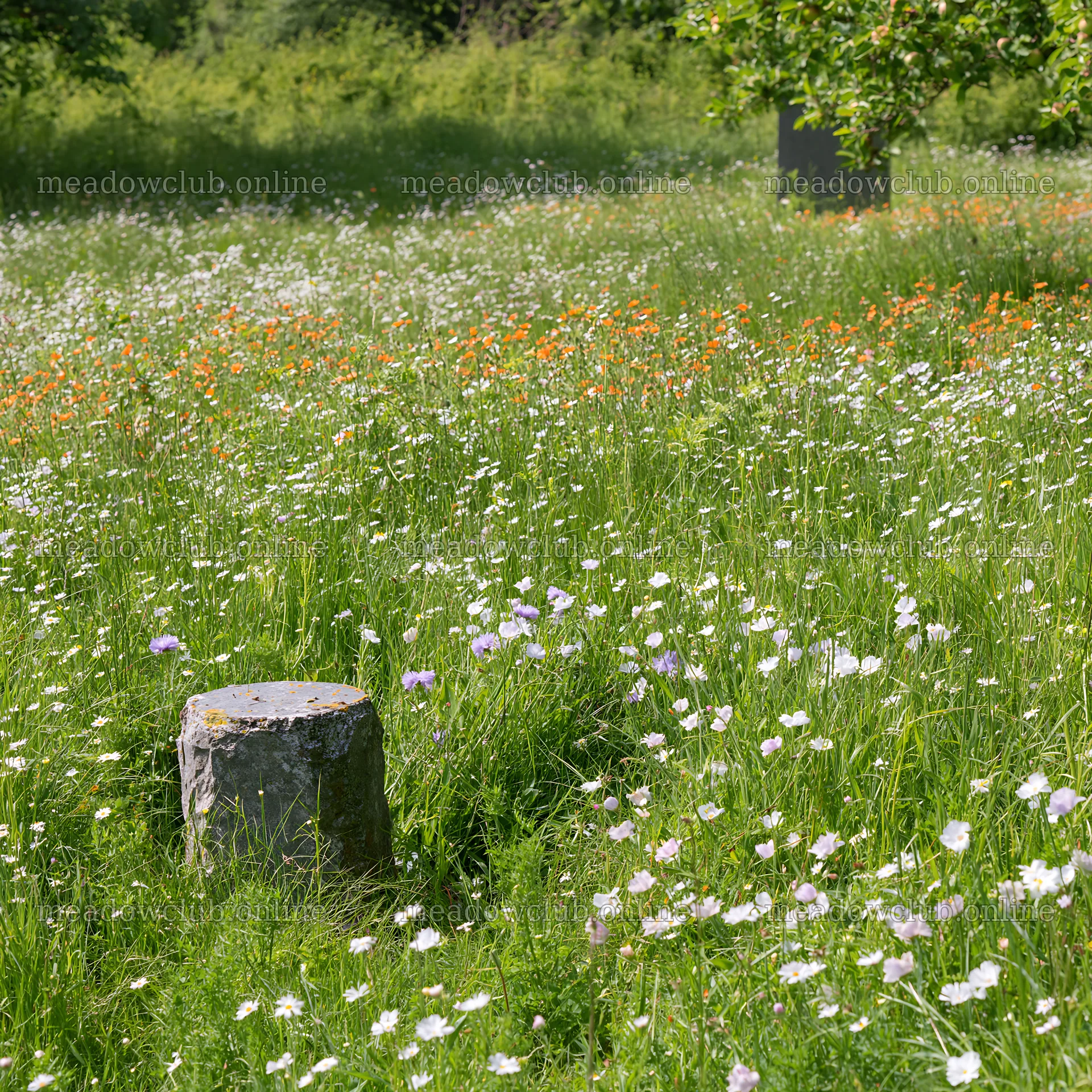 Christmas meadow with apple trees and wildflowers – meadow photos 7938x7938