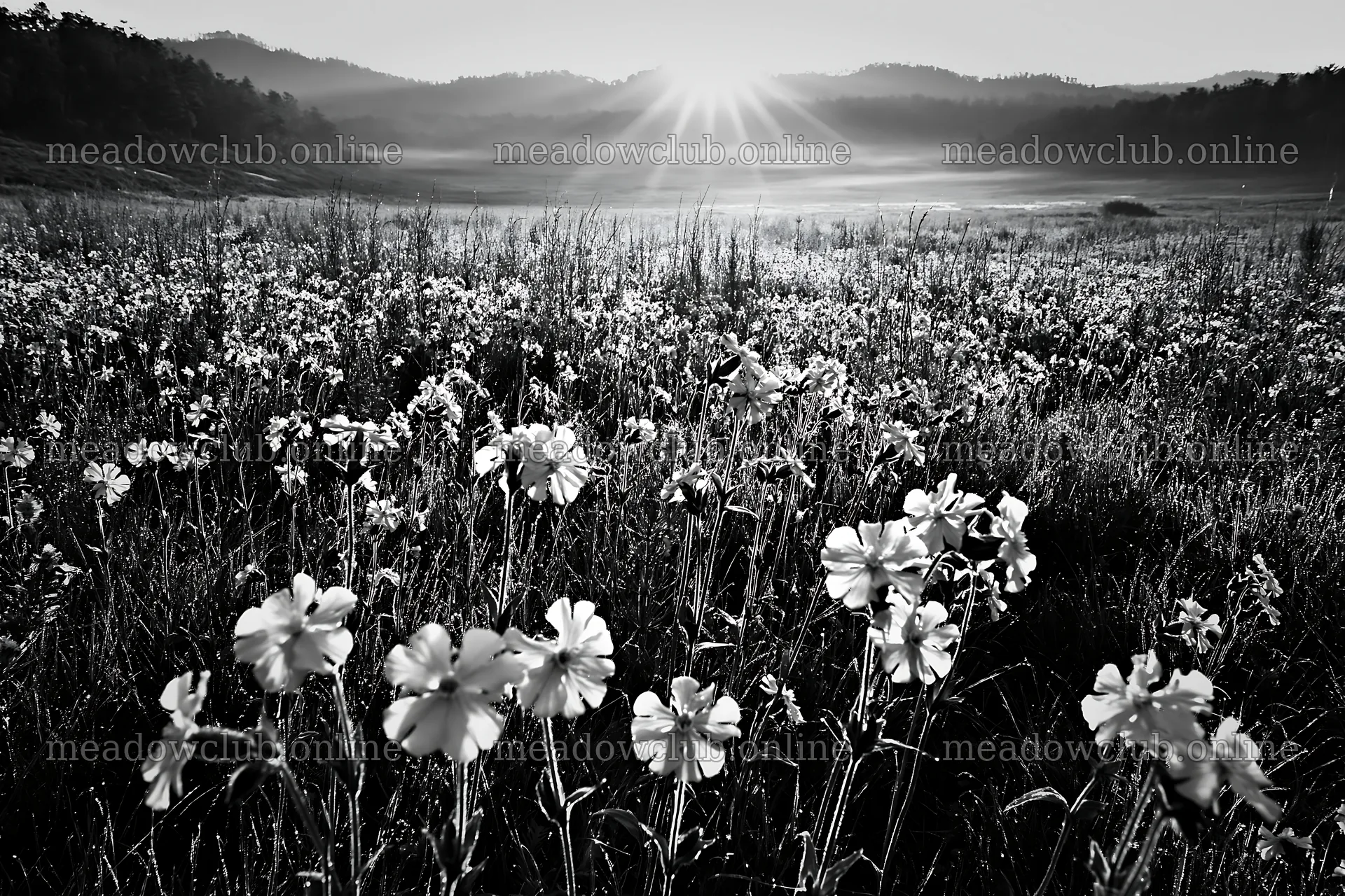 Pink campion flowers in a meadow at sunrise – meadow photos 9722x6480
