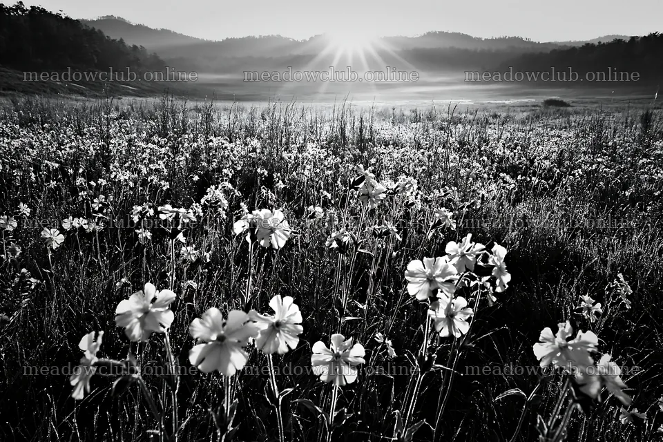 Pink campion flowers in a meadow at sunrise – meadow photos 9722x6480