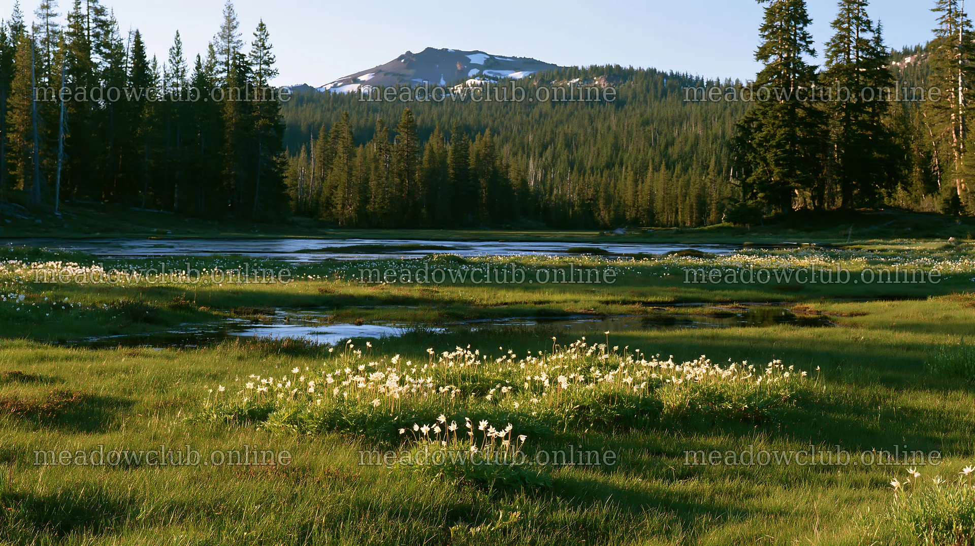 Snowmelt meadow with flowers and mountains in the background – meadow photos 10608x5938