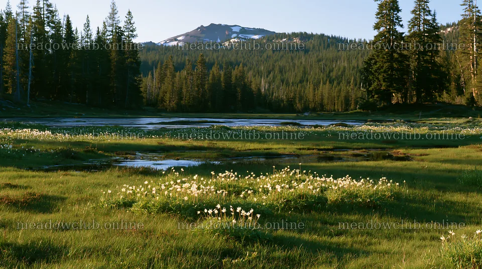 Snowmelt meadow with flowers and mountains in the background – meadow photos 10608x5938
