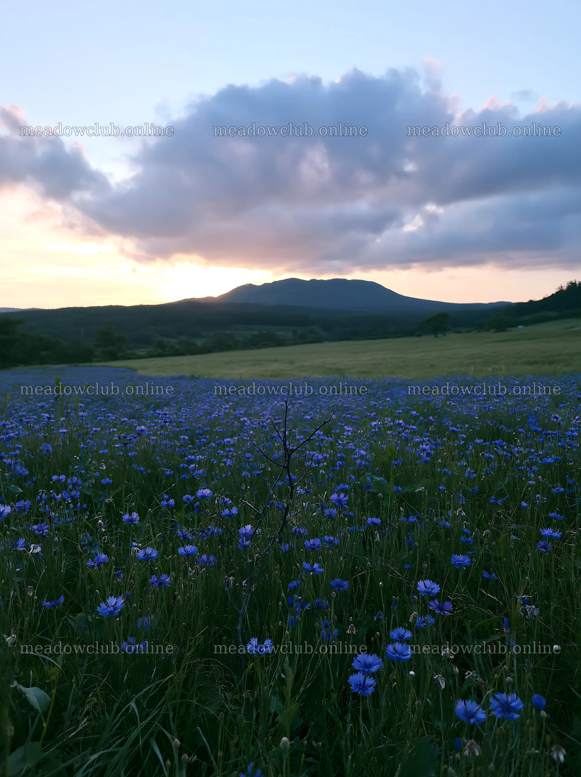Yamagata rewilded meadow with fallen branch in the foreground – meadow photos 6866x9174