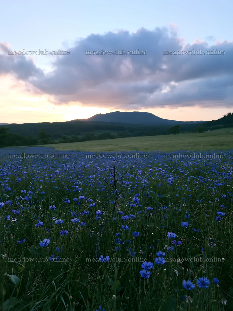 Yamagata rewilded meadow with fallen branch in the foreground – meadow photos 6866x9174