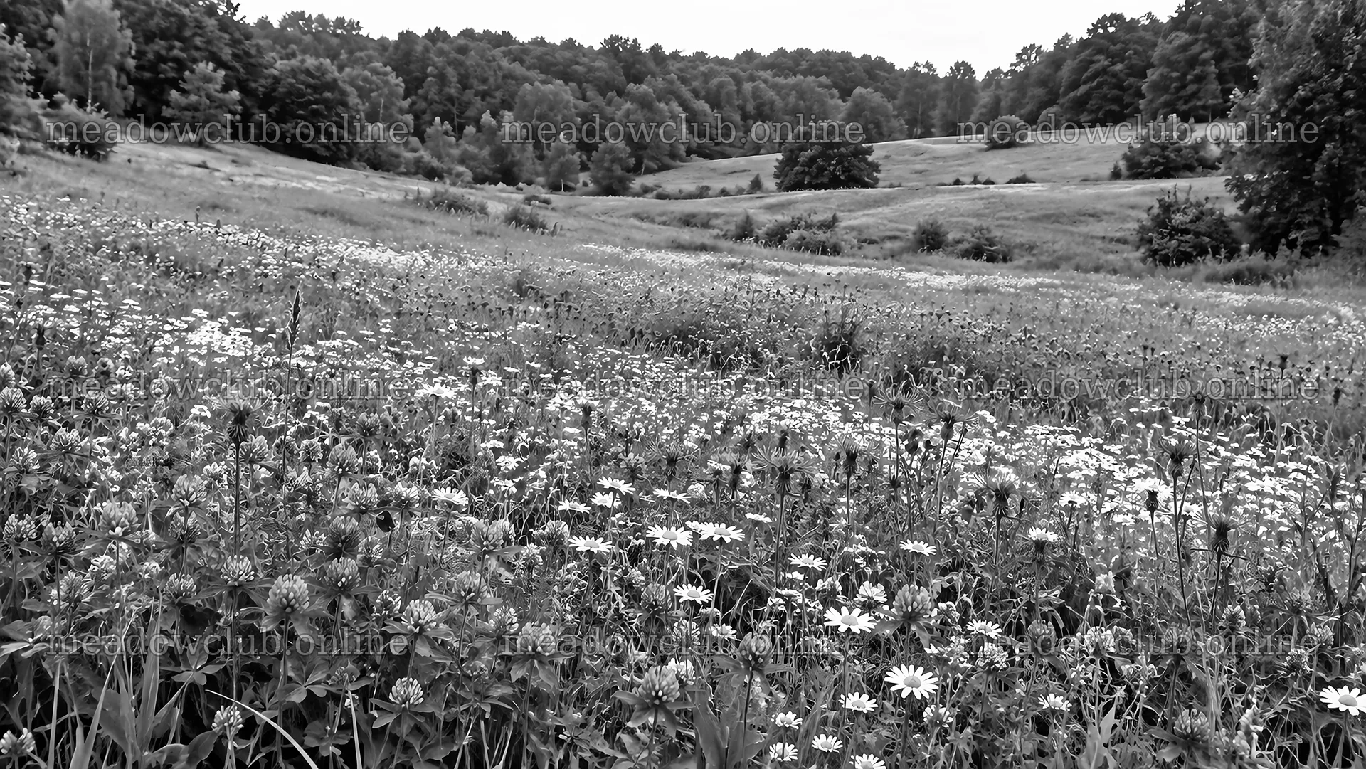 Wildflower Meadow in a Forest Clearing – meadow photos 10324x5812