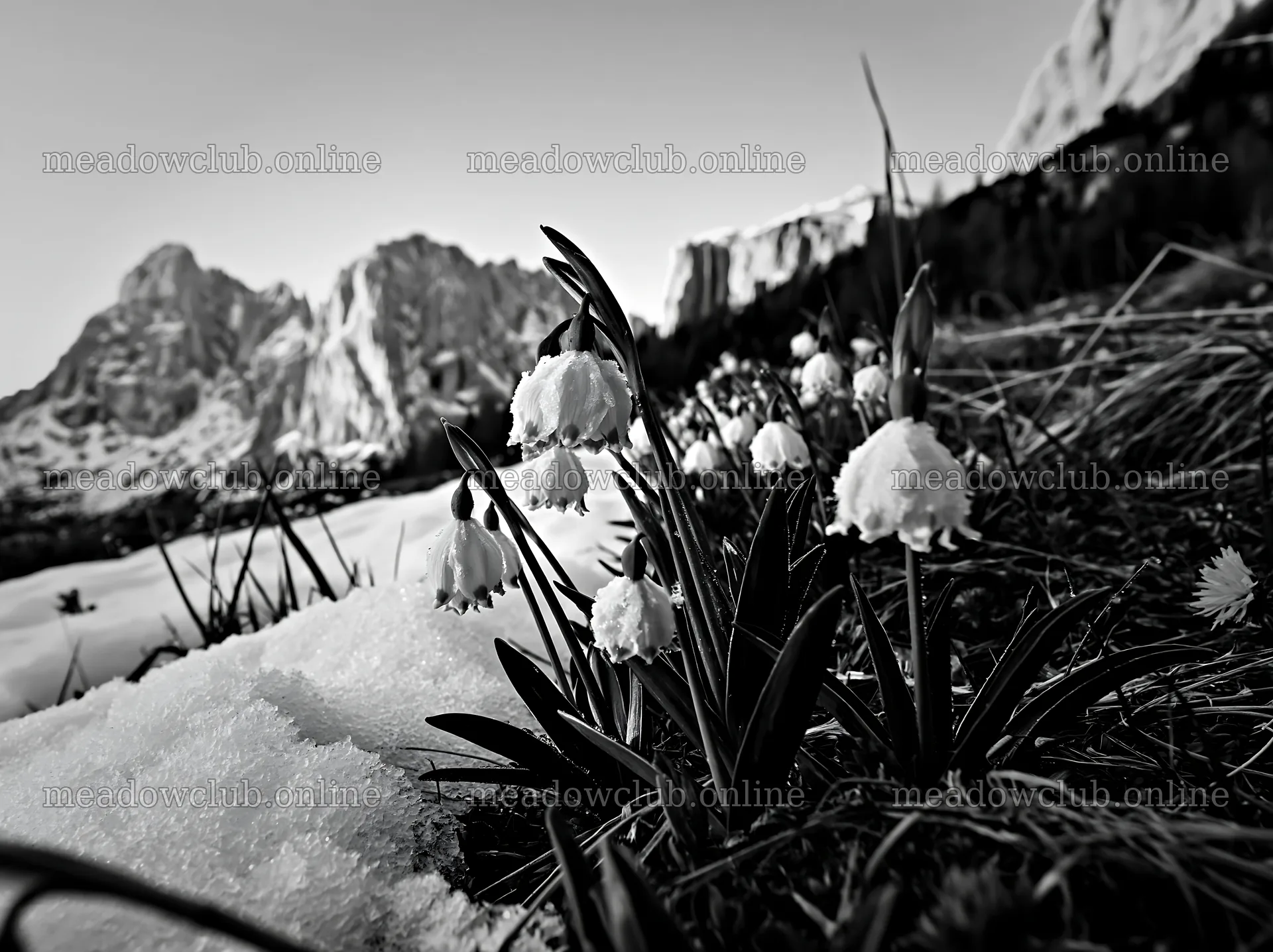 Snowbound meadow with flowers and mountains in winter – meadow photos 9174x6866