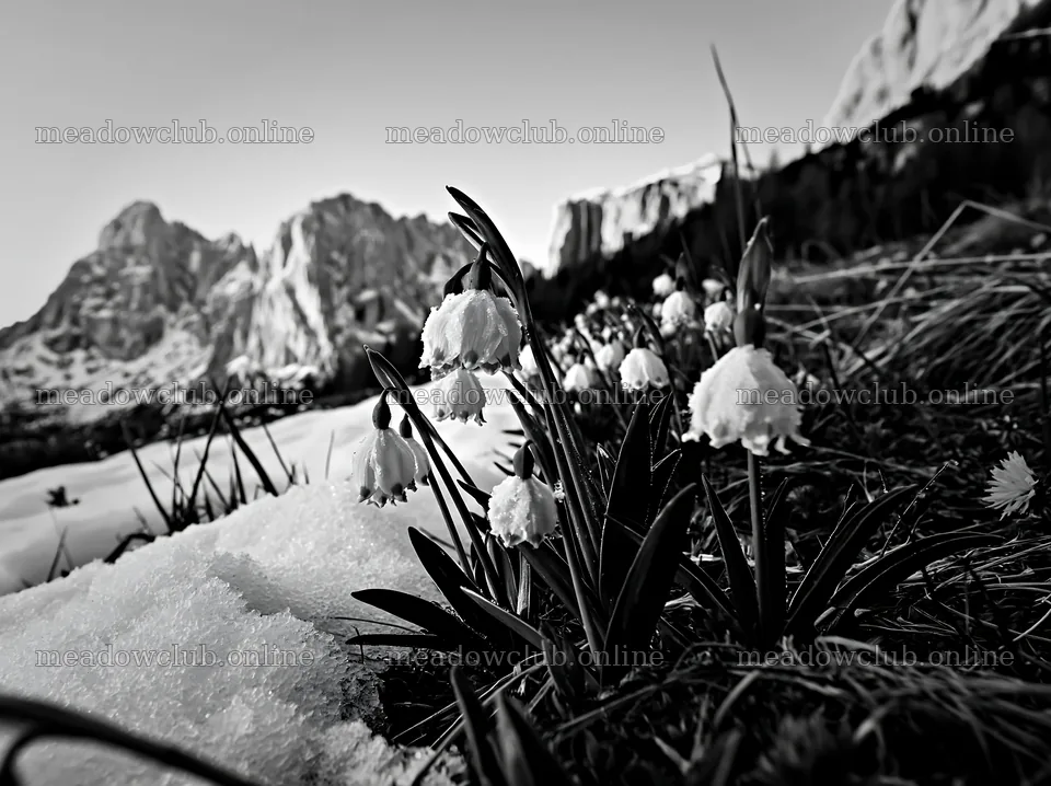 Snowbound meadow with flowers and mountains in winter – meadow photos 9174x6866