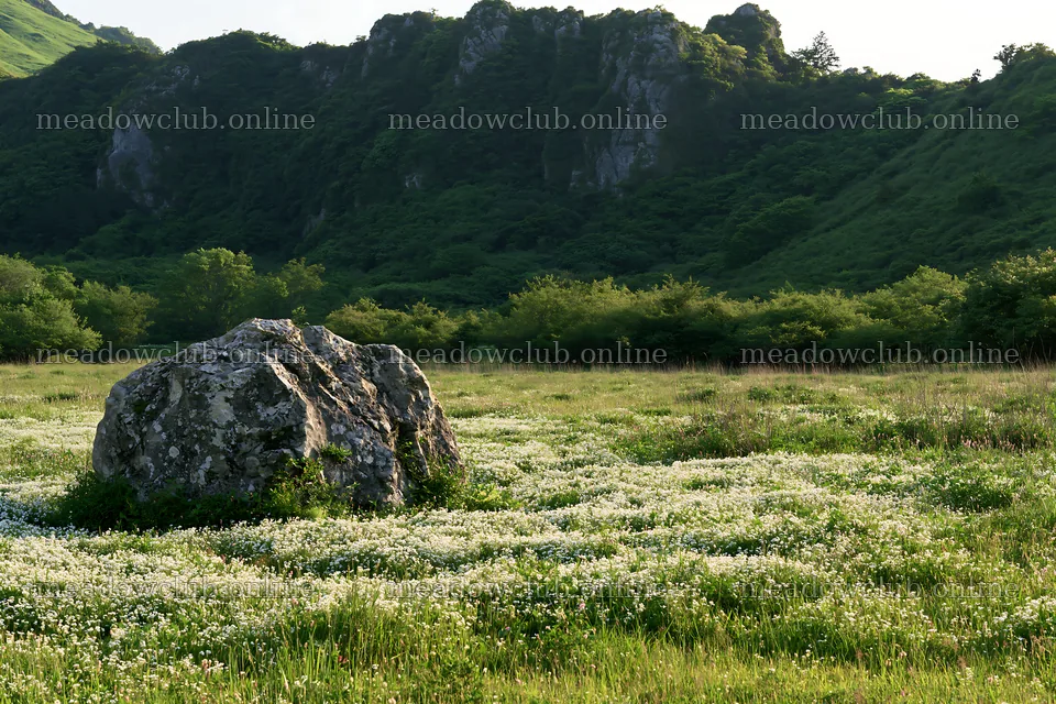 Yamaguchi limestone meadow with pale boulder in lush landscape – meadow photos 9722x6480