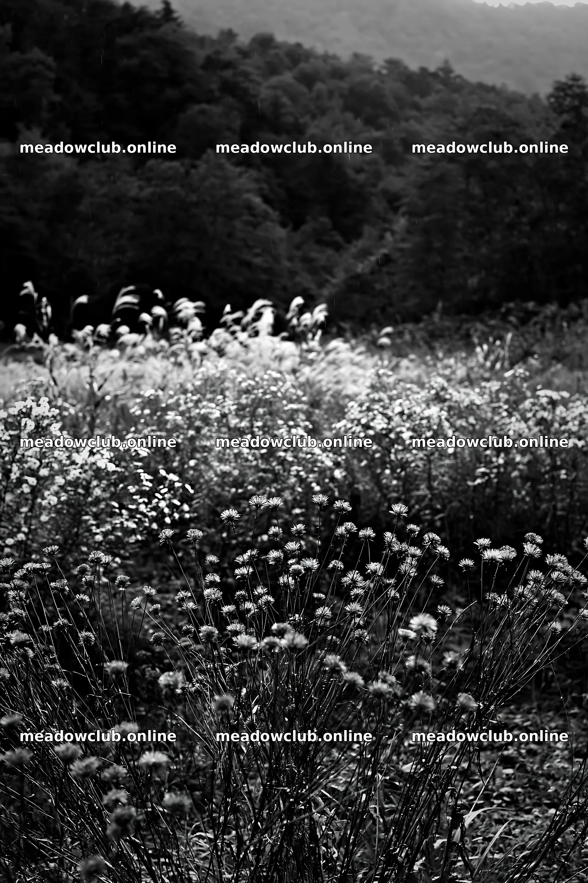 Iwate rain refreshed meadow seedhead foreground with blurred plants – meadow photos 6480x9722