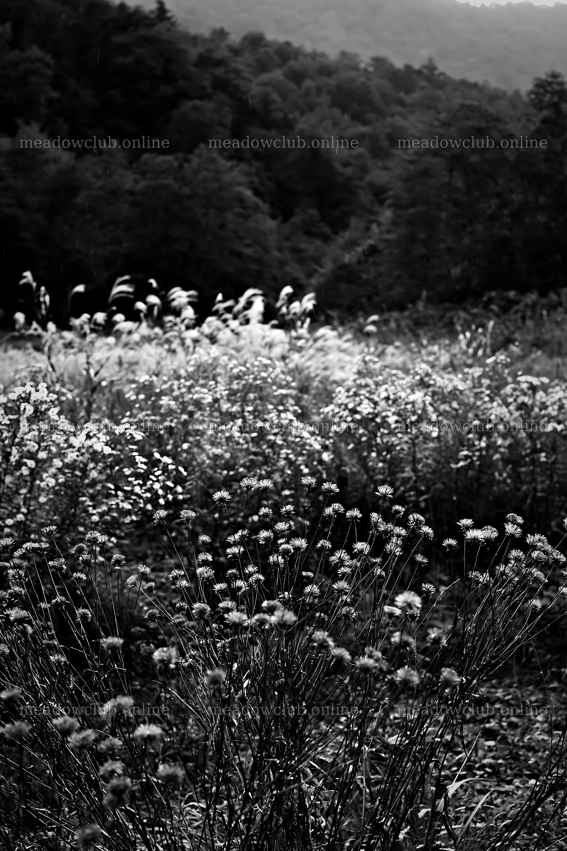 Iwate rain refreshed meadow seedhead foreground with blurred plants – meadow photos 6480x9722