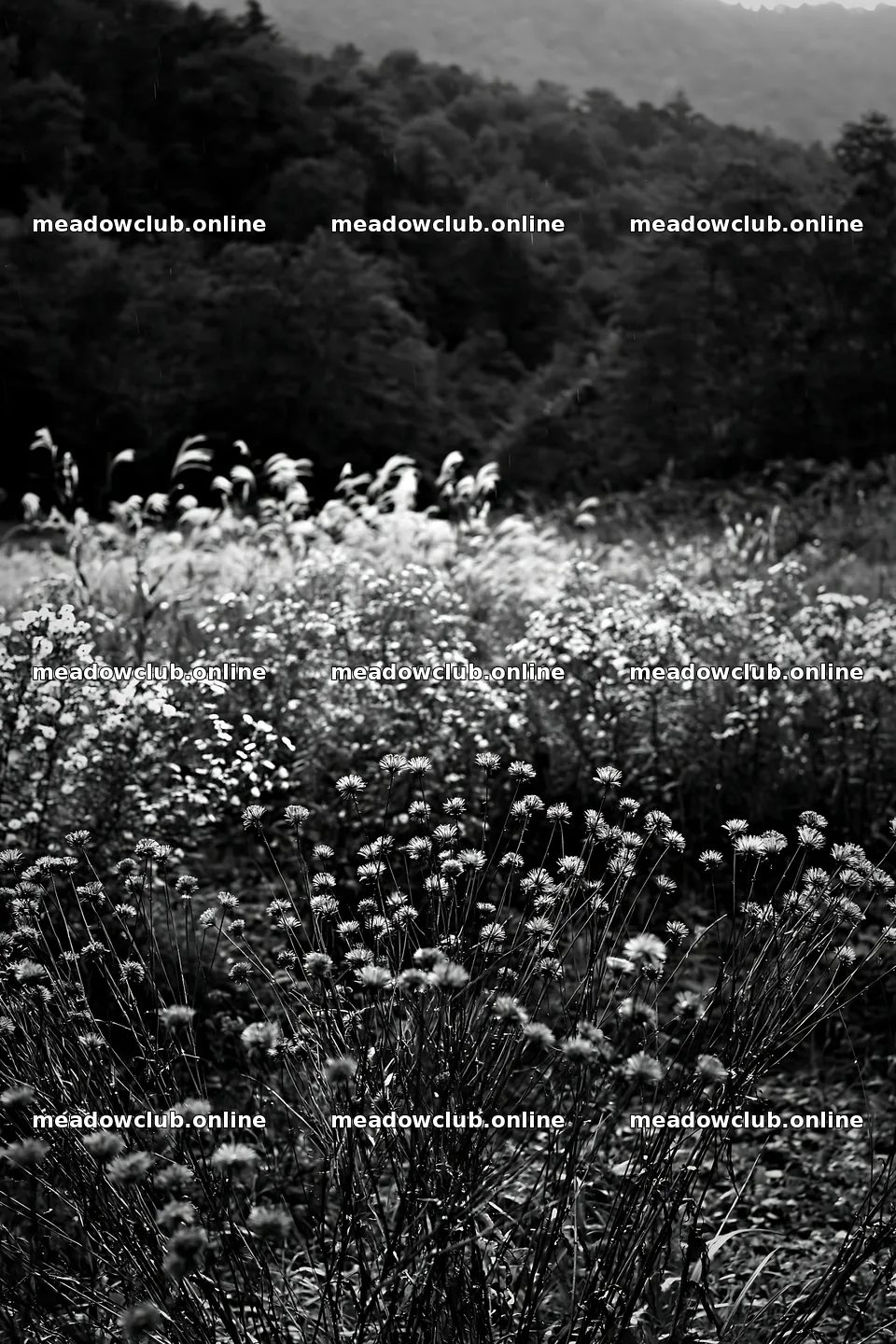 Iwate rain refreshed meadow seedhead foreground with blurred plants – meadow photos 6480x9722