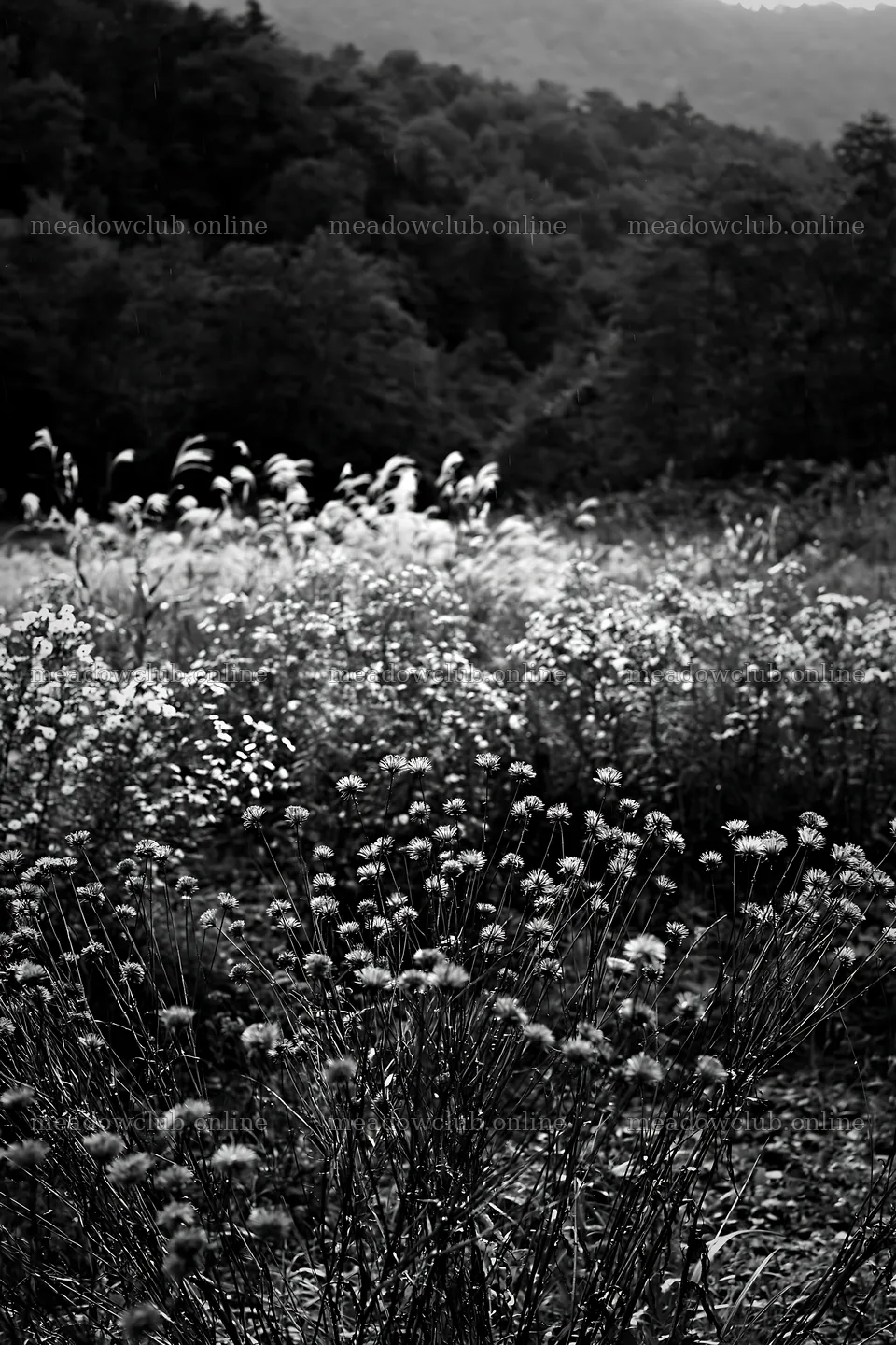 Iwate rain refreshed meadow seedhead foreground with blurred plants – meadow photos 6480x9722