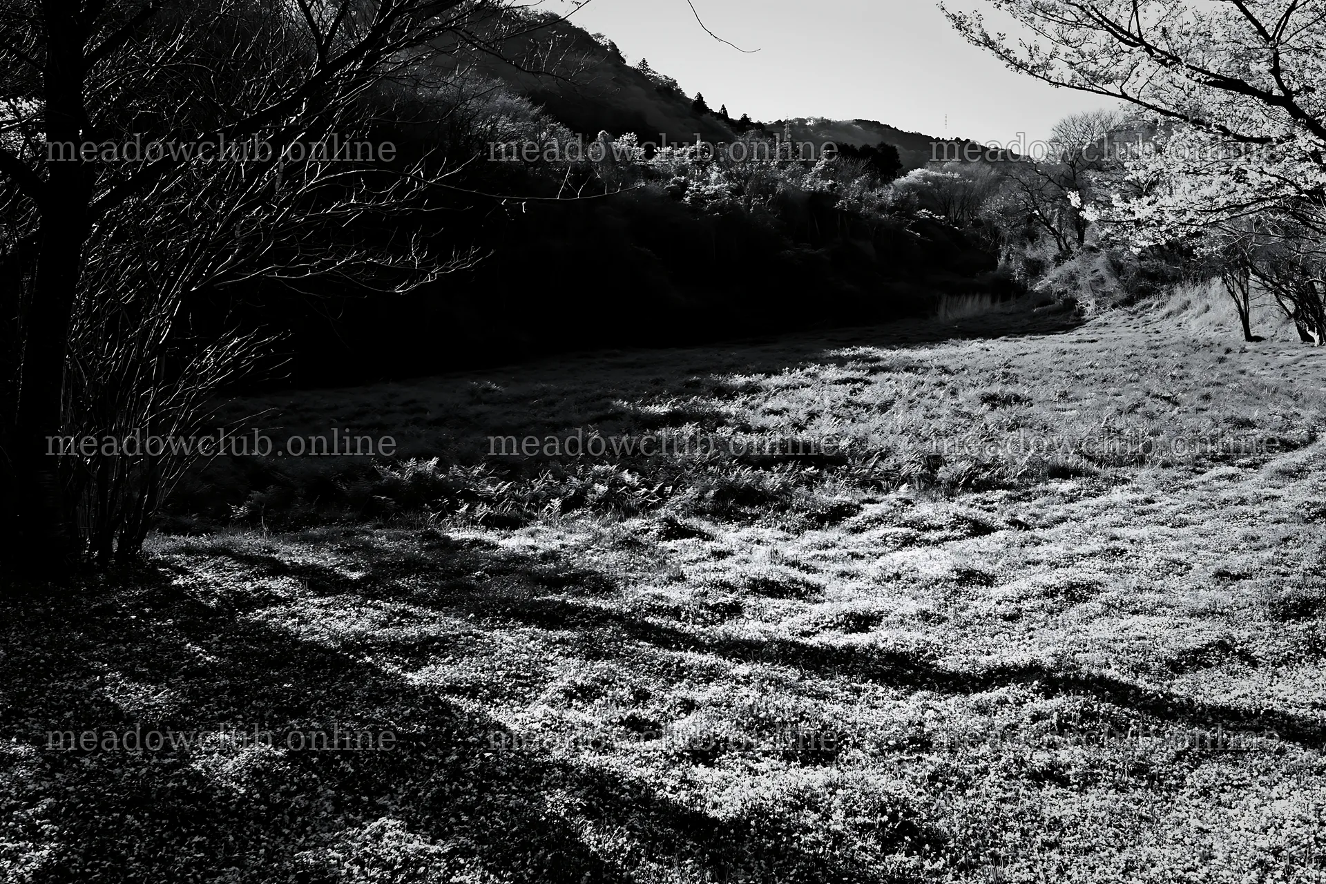 Fukuoka spring meadow fallen blossom foreground – meadow photos 9722x6480