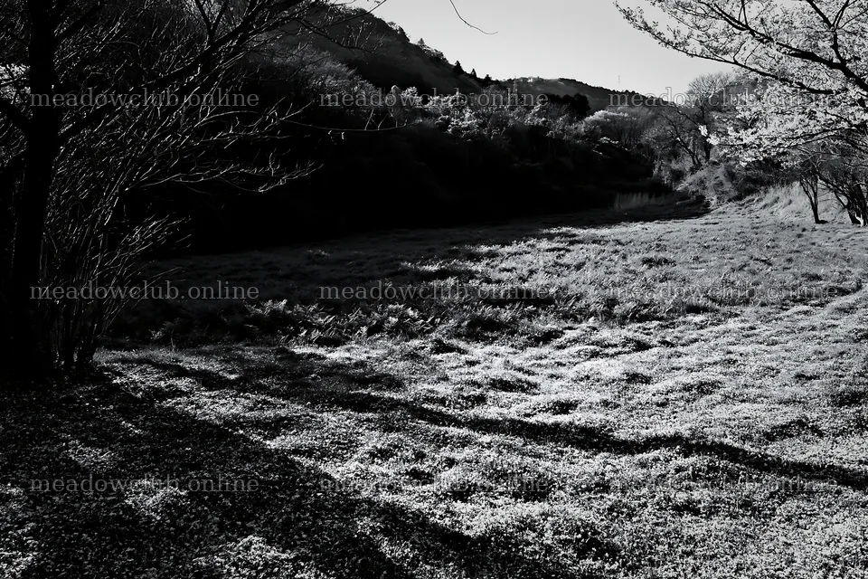 Fukuoka spring meadow fallen blossom foreground – meadow photos 9722x6480