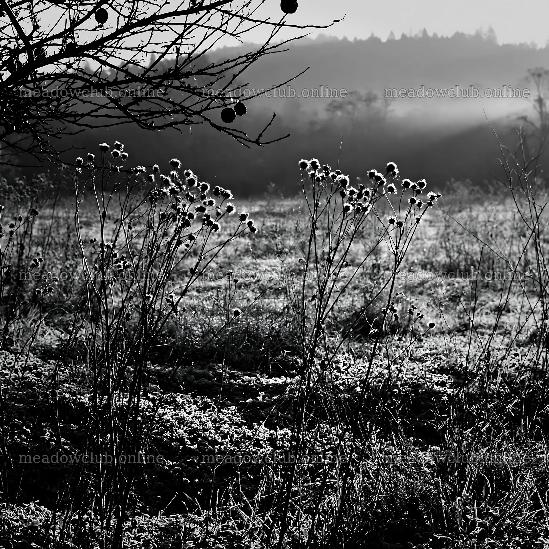 Clover apple meadow at dawn with shadows and light – meadow photos 7938x7938