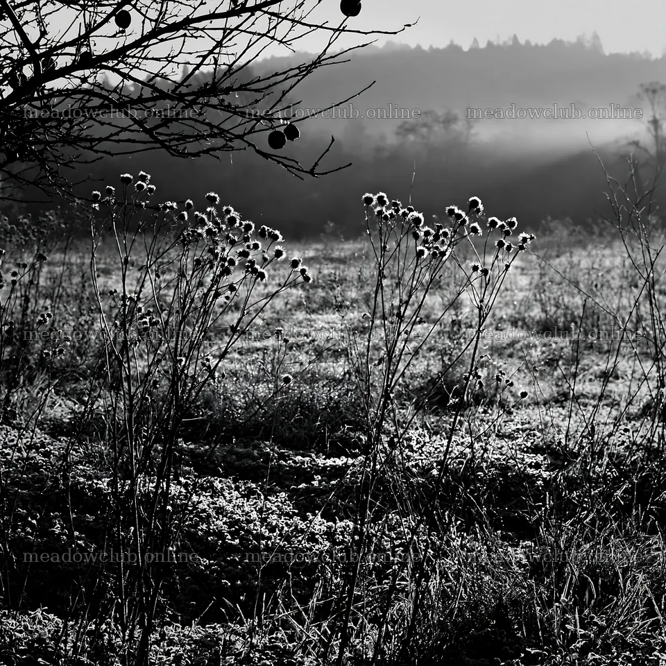 Clover apple meadow at dawn with shadows and light – meadow photos 7938x7938