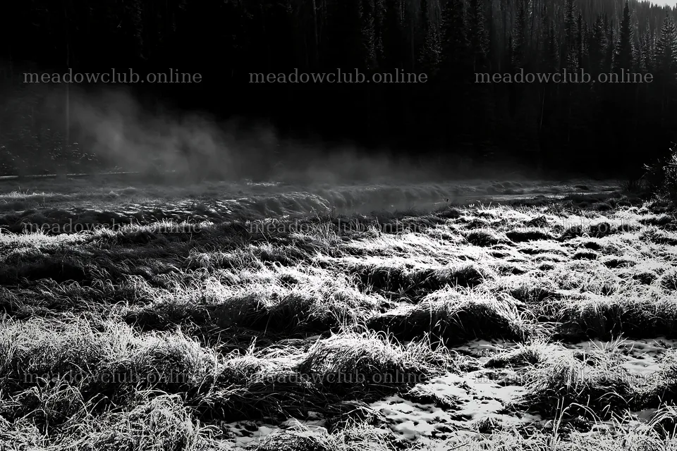 Snowy Rocky Mountain Park meadow with dry grass and mist – meadow photos 9722x6480