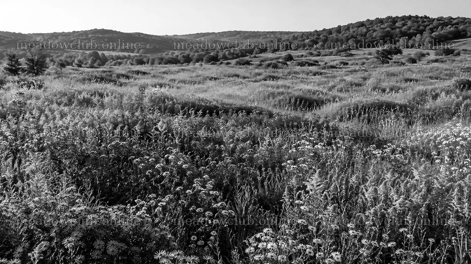 Black and White Wildflower Meadow Landscape – meadow photos 10324x5812