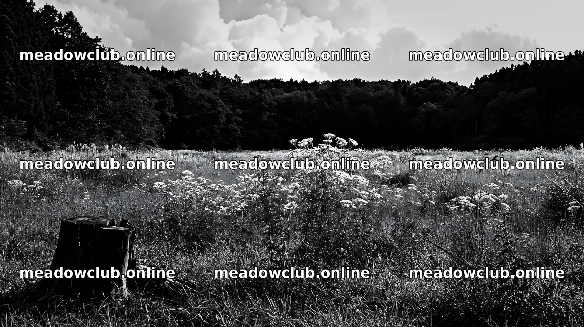 Fukushima native meadow with weathered stump – meadow photos 10608x5938