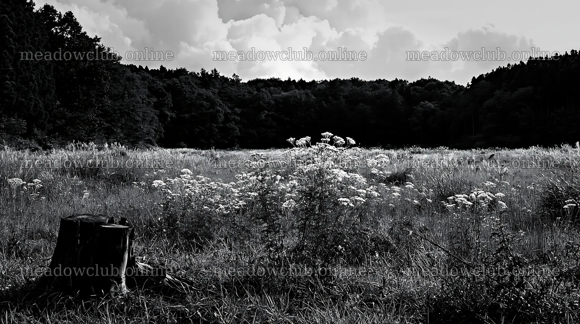 Fukushima native meadow with weathered stump – meadow photos 10608x5938