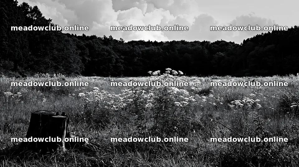 Fukushima native meadow with weathered stump – meadow photos 10608x5938