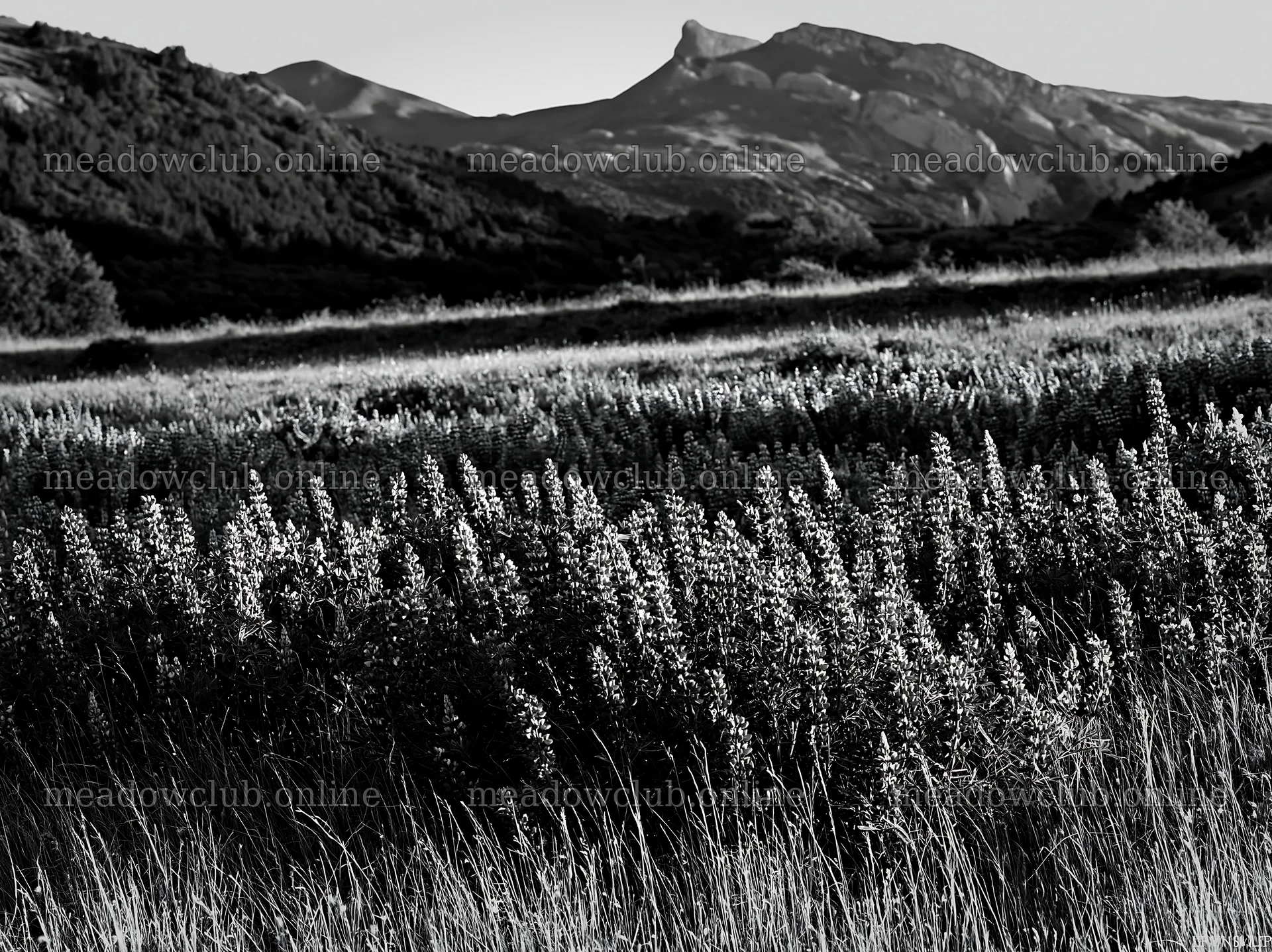 Lupin meadow with mountains in the background – meadow photos 9174x6866