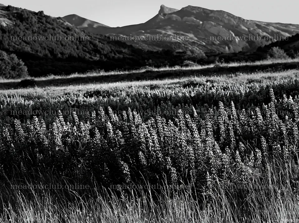 Lupin meadow with mountains in the background – meadow photos 9174x6866