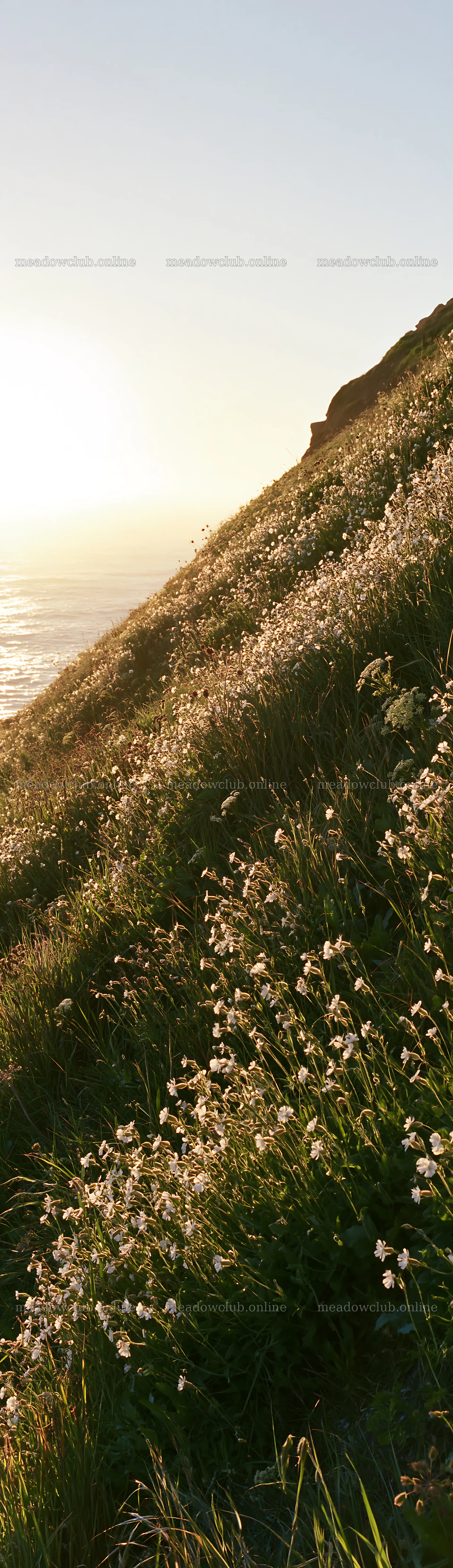 Coastal cliff meadow with flowers and ocean view at sunset – meadow photos 4268x14762